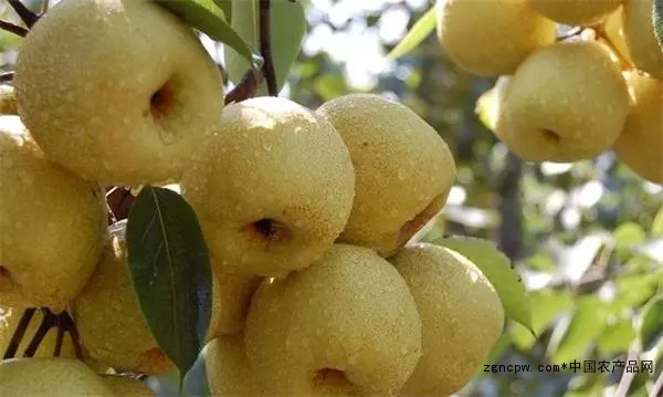 Golden yellow pear