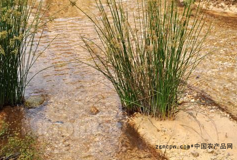 Wick grass