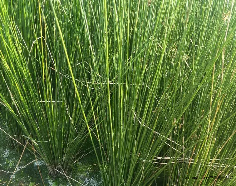 Wick grass