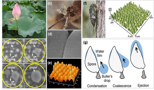 Analysis of biological prototype, mechanism and construction principle of self-driving nano-bionic interface of condensed droplets from Suzhou Nano