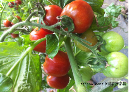 Black tomato