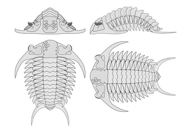 3D printing helps scientists study ancient creature trilobites