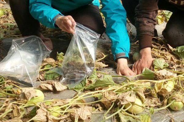 How to use fertilizer for melon planting