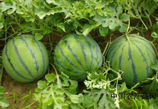 Watermelon grafting technology