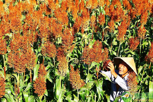 æµ…è°ˆé«˜ç²±å“ç§åŠç§æ¤æŠ€æœ¯è¦ç‚¹
