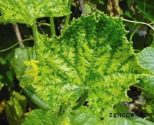 Occurrence and control of cucumber yellow leaf disease