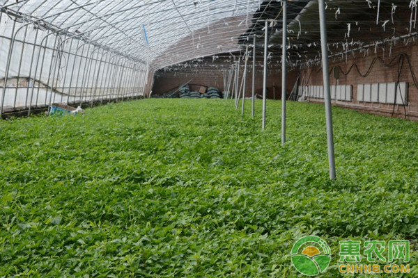 æµ…è°ˆæ£šå®¤è”¬èœé™æ¹¿é˜²ç—…çš„ç»¼åˆæŽªæ–½