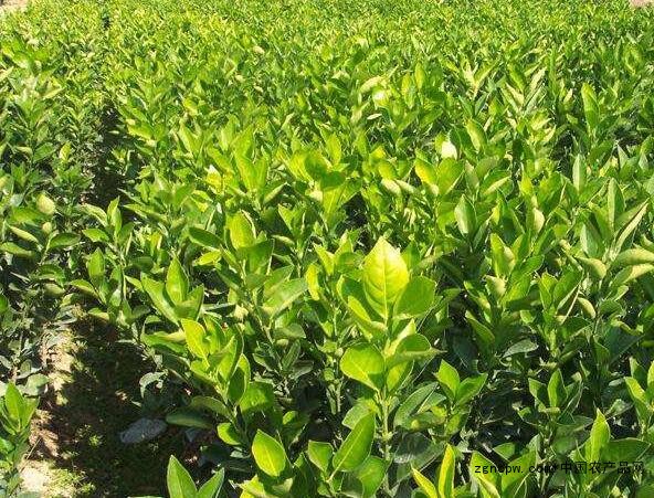 The cultivation technology of Minnan navel orange, where is the southern navel orange seedling sold?