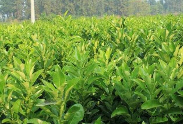 The cultivation technology of Minnan navel orange, where is the southern navel orange seedling sold?