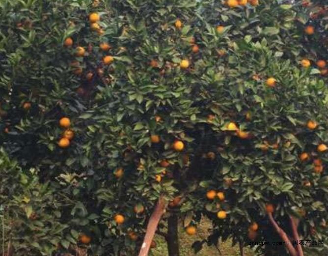 The cultivation technology of Minnan navel orange, where is the southern navel orange seedling sold?