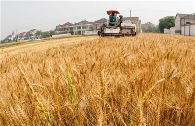 Winter wheat, fertilizer requirement, planting