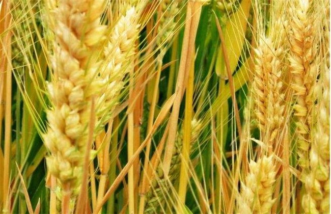 Winter wheat, fertilizer requirement, planting