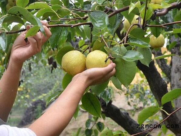 Deep processing makes Ningling pears welcome new development