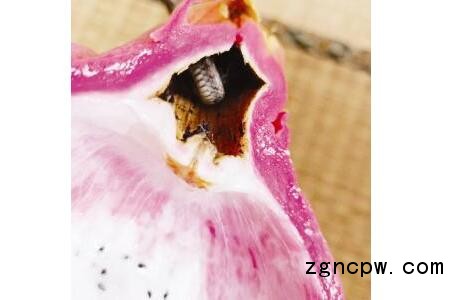 When the woman ate the dragon fruit, she accidentally discovered that she had hidden a snake inside.