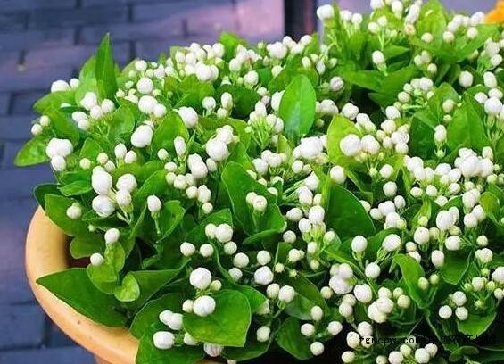 Potted jasmine