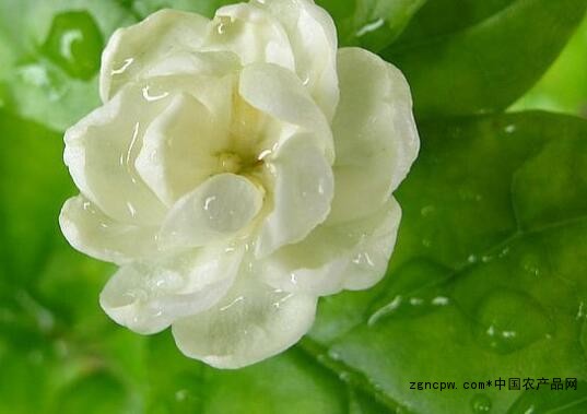 Potted jasmine