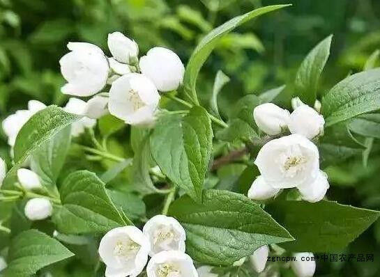 Potted jasmine