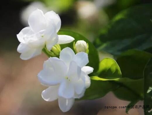 Potted jasmine