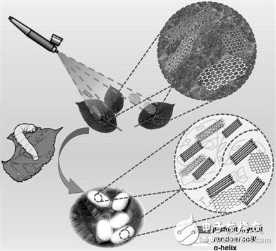 After feeding the silkworm baby with graphene or single-walled carbon nanotubes, spit out "super strong" silk