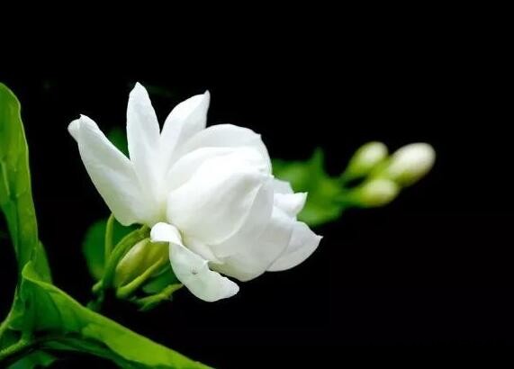 Potted jasmine