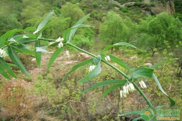 é»„ç²¾æ ½åŸ¹æ€Žä¹ˆé™¤è‰ï¼Ÿä¸­è¯é»„ç²¾æ ½åŸ¹çš„é™¤è‰æŠ€æœ¯