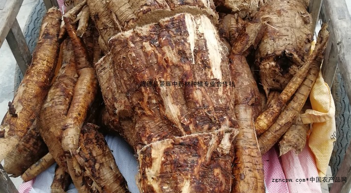 What are the differences between Chaigan and Pueraria?