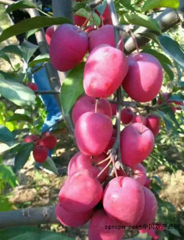 Red seductive fruit, the winter garden is no longer lonely