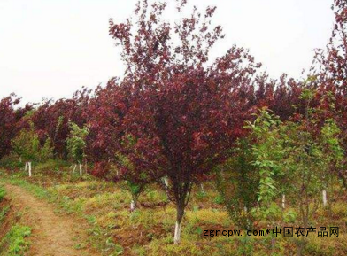 Purple leaf plum