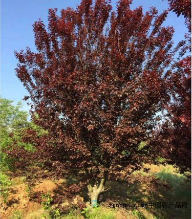 Purple leaf plum