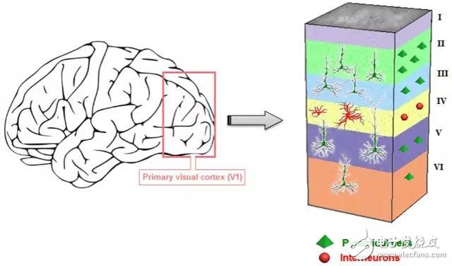 Deep Neural Network (DNN) = Human cerebral cortex structure?