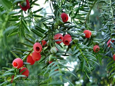 Yew Tree