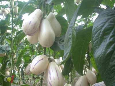 Ginseng Black Spot Disease