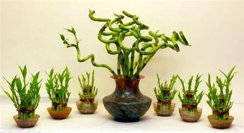 19 suitable home plants, home can be grown