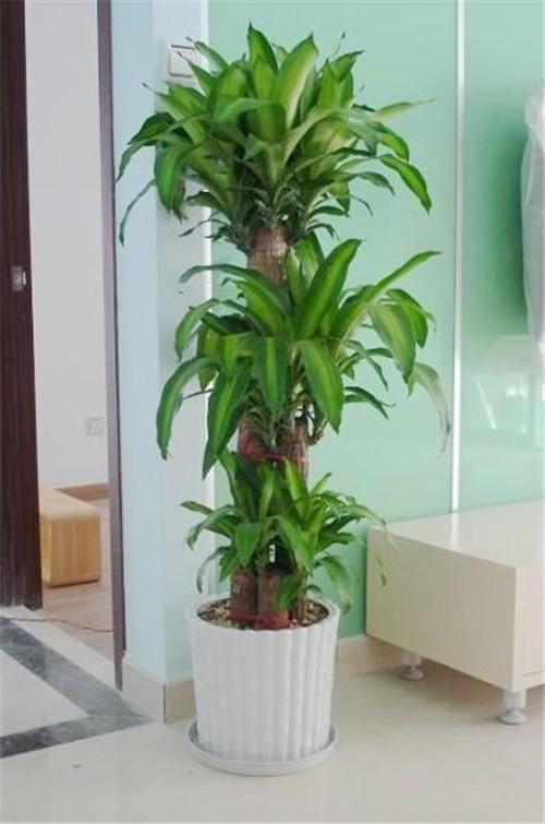 19 suitable home plants, home can be grown