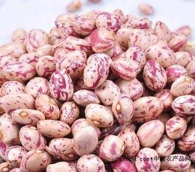 Round milk cowpea