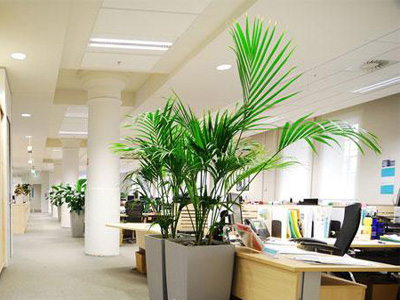 <a class=link_word data-cke-saved-href=http://home.house365.com/ href=http://home.house365.com/ target=_blank>Home</a> Feng Shui Plant Decoration