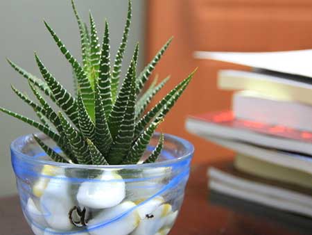 <a class=link_word data-cke-saved-href=http://home.house365.com/ href=http://home.house365.com/ target=_blank>Home</a> Feng Shui Plant Decoration