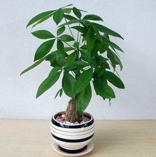 <a class=link_word data-cke-saved-href=http://home.house365.com/ href=http://home.house365.com/ target=_blank>Home</a> Feng Shui Plant Decoration