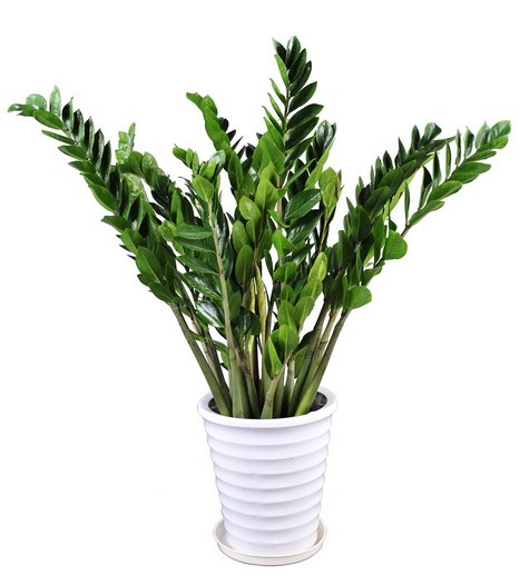 <a class=link_word data-cke-saved-href=http://home.house365.com/ href=http://home.house365.com/ target=_blank>Home</a> Feng Shui Plant Decoration