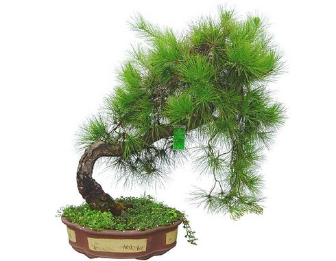 <a class=link_word data-cke-saved-href=http://home.house365.com/ href=http://home.house365.com/ target=_blank>Home</a> Feng Shui Plant Decoration