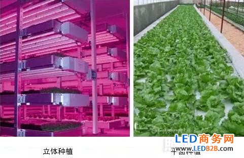 LED light source promotes plant growth