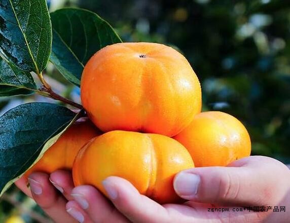 Sweet and crisp persimmon: Don't pick it up again