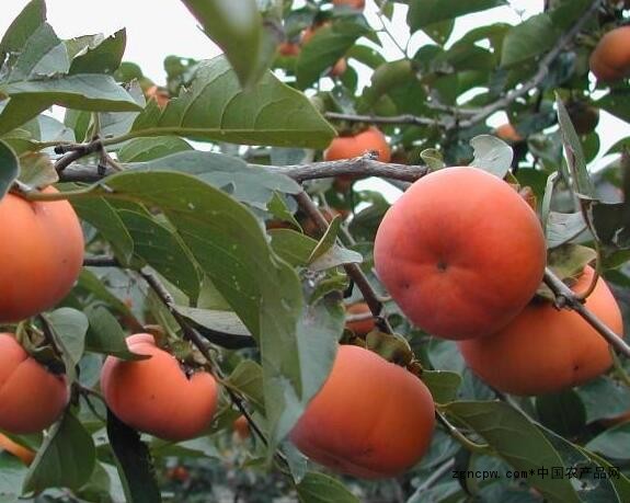 Sweet and crisp persimmon: Don't pick it up again