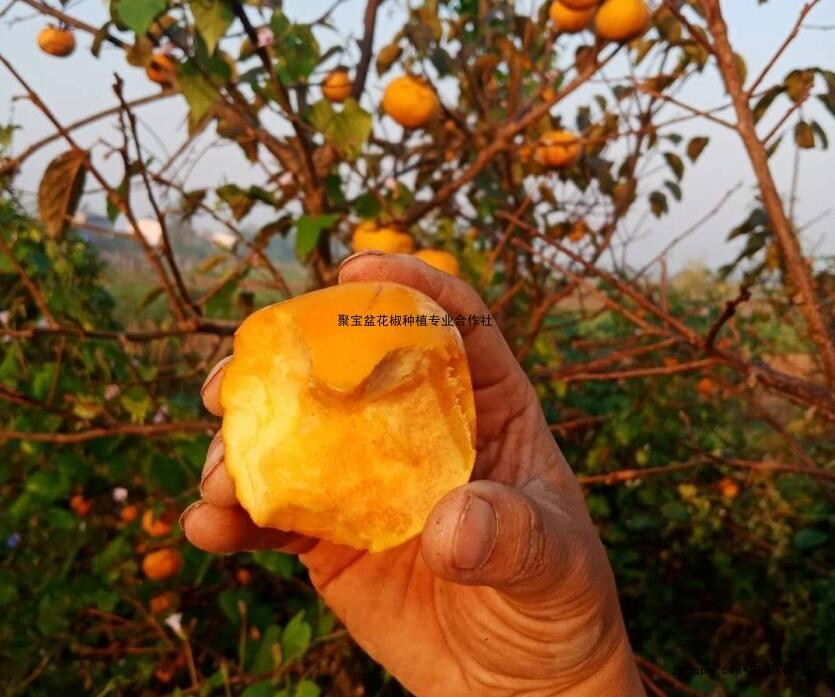 Sweet and crisp persimmon: Don't pick it up again