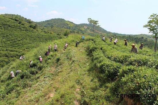 What varieties of Shaanxi tea are there?