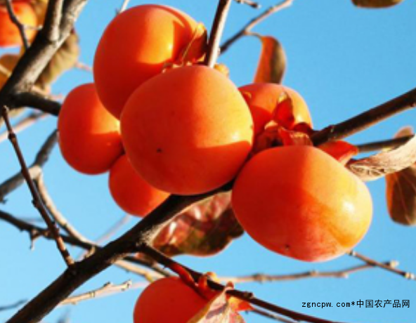 How do ripe persimmons ripen?
