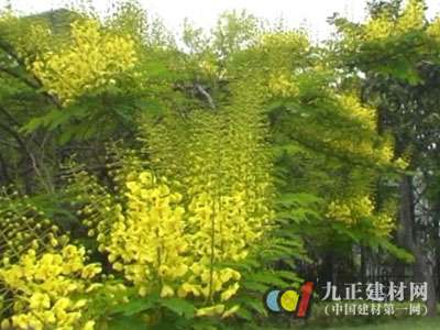 Huai'an a landscape stone is actually long tree blossoming (Figure)