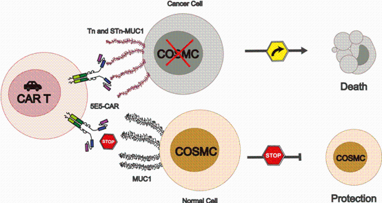 Carl June publishes a big achievement: CAR-T treats solid tumors or "has a play"