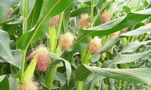 How to apply fertilization of corn? Just five words!