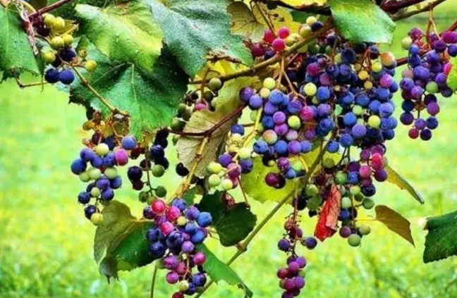 How is hormone applied in grape color conversion?